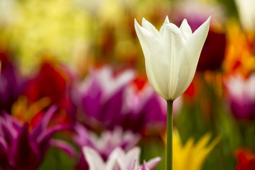 Picture of beautiful tulips on shallow deep of field