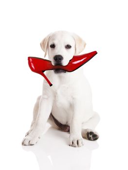Labrador retriever with a res shoe in his mouth