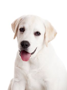 Beautiful portrait of a labrador retriever puppy with tongue out, isolated on white