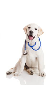 Beautiful labrador retriever with a stethoscope on his neck, isolated on white