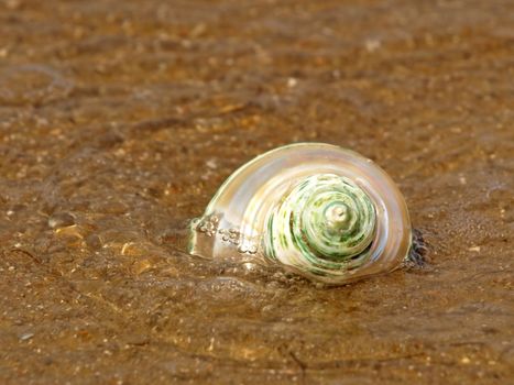 Nacreous seashell in sea wave taken closeup.