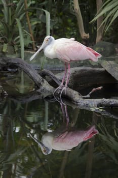 The Roseate Spoonbill (Platalea ajaja) is a wading bird of the ibis and spoonbill family, Threskiornithidae. It is a resident breeder in South America mostly east of the Andes, and in coastal regions of the Caribbean, Central America, Mexico, and the Gulf Coast of the United States.