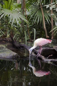 A roseate spoonbill drinks at a pond and meets its reflection in the water.  The Roseate Spoonbill (Platalea ajaja) is a wading bird of the ibis and spoonbill family, Threskiornithidae. It is a resident breeder in South America mostly east of the Andes, and in coastal regions of the Caribbean, Central America, Mexico, and the Gulf Coast of the United States.