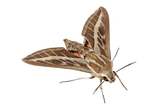 Bedstraw Hawk-Moth or Gallium Sphinx (Lat. Hyles gallii), isolated on a white background