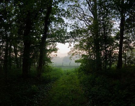 looking out of the woods at the early morning