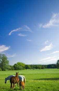 beautiful landscape with blue sky and a horse family on a meadow