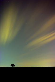 colorful clouds behind single tree lit by city lights in a long exposure shot