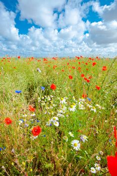 beautiful summer meadow with lots of different wild summer flowers