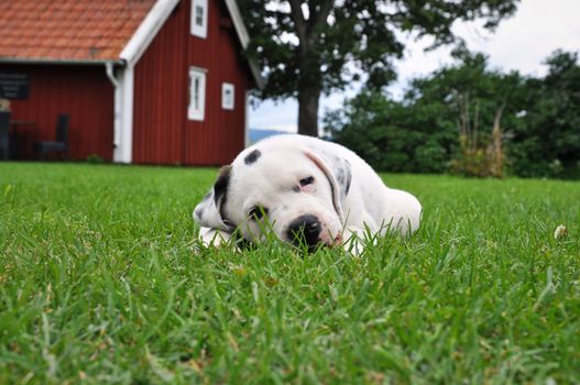 Puppy, Pitbull - St Bernard, resting in the grass with a red cottage in the background.