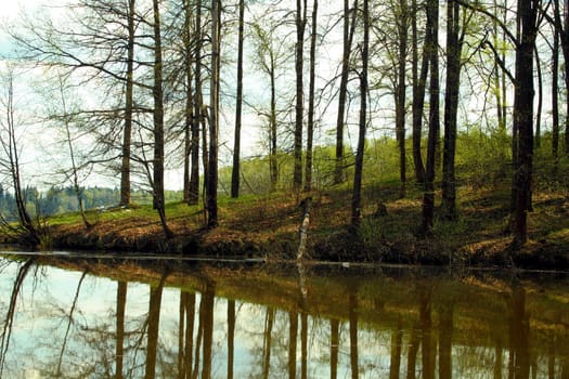 summer wood lake with trees and bushes