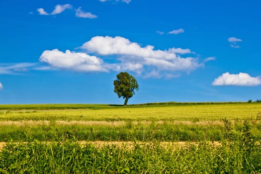 Single tree on yellow field under blue sky