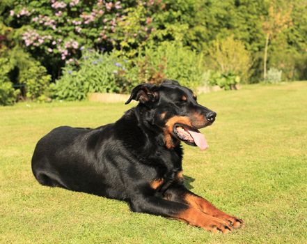 portrait of a purebred french sheepdog beauceron 
