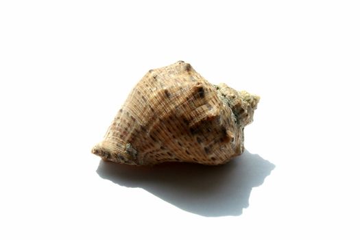 Bowl of a snail on a white background with shadow