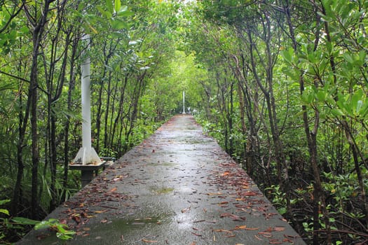 Wood path way among the Mangrove forest, Thailand