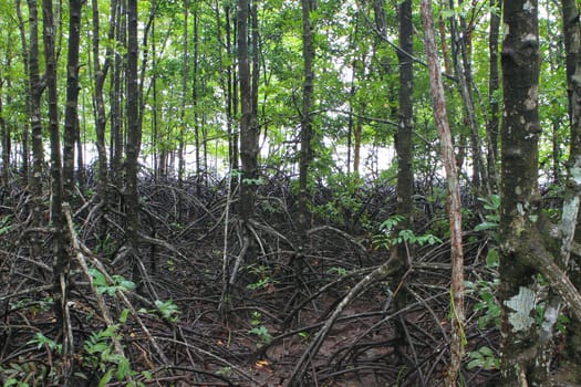 Wood path way among the Mangrove forest, Thailand