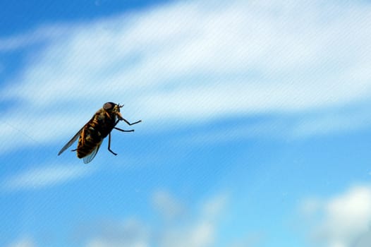 Bee on a background of a grid and clouds