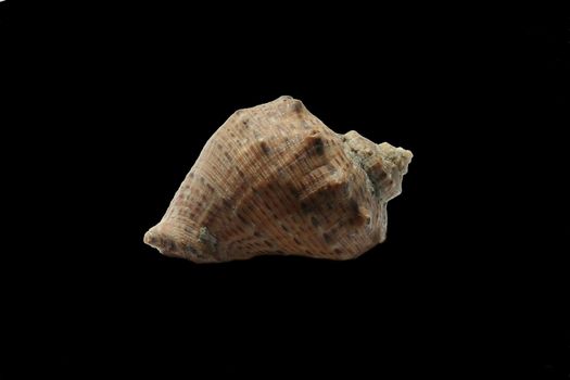 Bowl of a snail on a black background without shadow