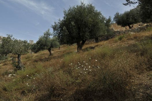 landscape israel