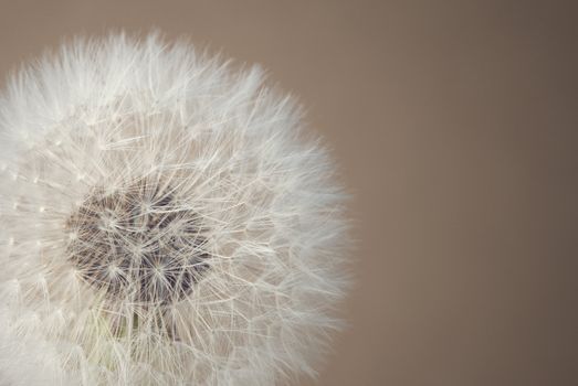 Close-up of a dandelion against a neutral background