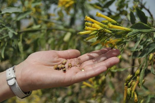 A religious concept photo that uses mustard seeds  held over soil, to illustrate an idea of "planting seeds of faith".