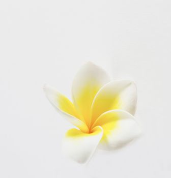 plumeria flowers on white and free space for text