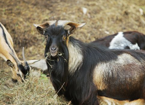 Goats eating