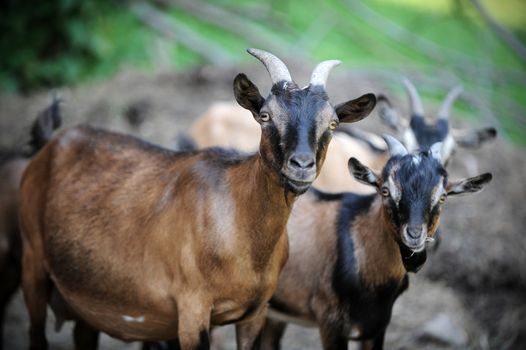curious goats facing the camera