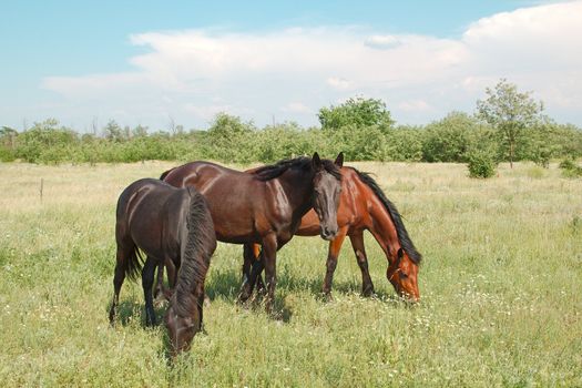 Beautiful horses the grazing on the meadow summer
