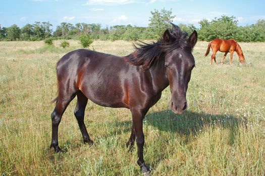 Beautiful horses the grazing on the meadow summer