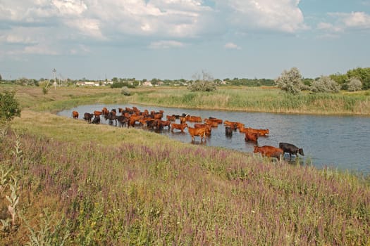 Cows is rescued from the summer heat in the river