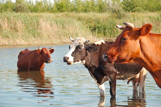 Cows is rescued from the summer heat in the river