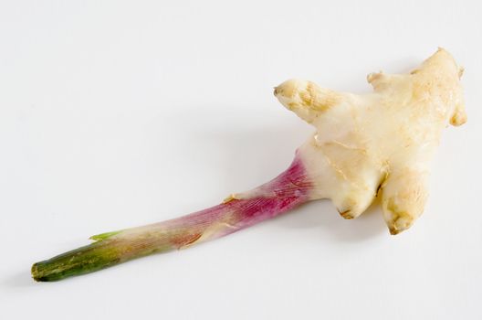  fresh single ginger root on white 
