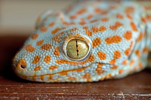 Closeup of a Tokay Gecko (Gekko gecko) lizard head and eye showing orange dotted and white skin and vertical eye pupil.