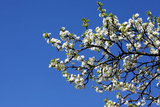 Blooming garden trees over a blue sky background