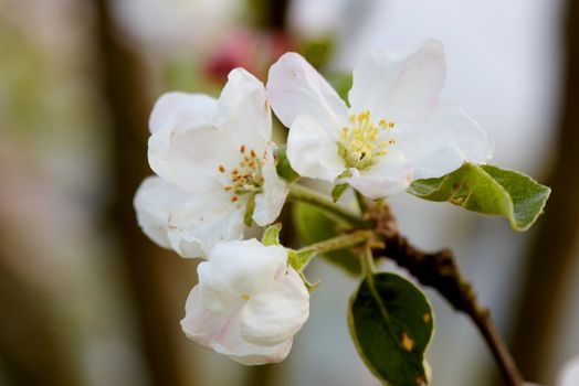 Blossom apple tree. Apple flowers close-up.