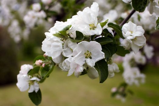 Blossom apple tree. Apple flowers close-up.