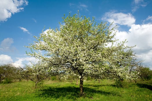 Apple tree in blossom by springtime on the cloudy blue sky background