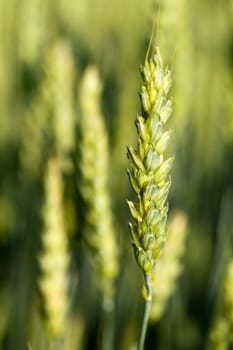 Agriculture theme: an image of ear of wheat
