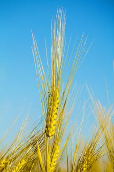 Yellow grain of oats on  background of blue sky