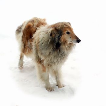 An image of a fluffy dog on white background