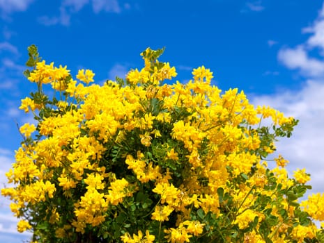 Bush of yellow flowers on a background of blue sky