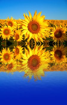 An image of sunflowers in water