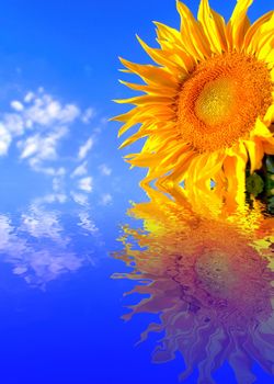 An image of sunflower on background of sky
