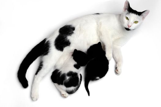 An image of a family of cats on white background