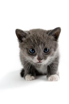 An image of a tiny grey kitten on white background
