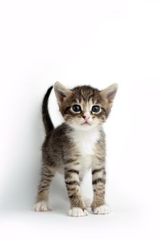 An image of a little kitten on white background