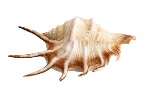 An image of isolated seashell