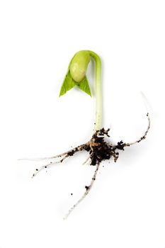 An image of bean sprout on white background