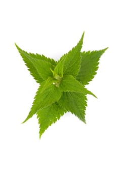 An image of lamium (deadnettle) on white background