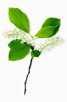 An image of a twig of a bird-cherry tree